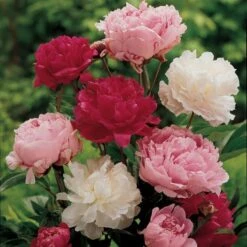 Old-Time Peony Collection -Olivia Plants Sales x600 11407