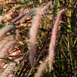 Season's Farewell Collection -Olivia Plants Sales x600 11445