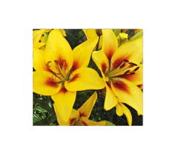 Bold Colors Asiatic Lily Mix -Olivia Plants Sales x600 11468