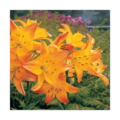 Bold Colors Asiatic Lily Mix -Olivia Plants Sales x600 11470