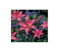 Bold Colors Asiatic Lily Mix -Olivia Plants Sales x600 11471