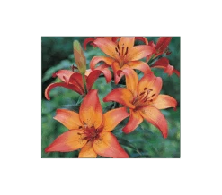 Bold Colors Asiatic Lily Mix -Olivia Plants Sales x600 11472