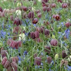 Fritillaria Meleagris Mix -Olivia Plants Sales x600 11486