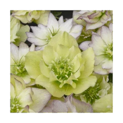 Helleborus Wedding Party® Mix -Olivia Plants Sales x600 11506