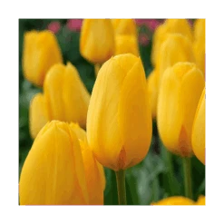 Next Generation Perennial Tulip Mix -Olivia Plants Sales x600 11529
