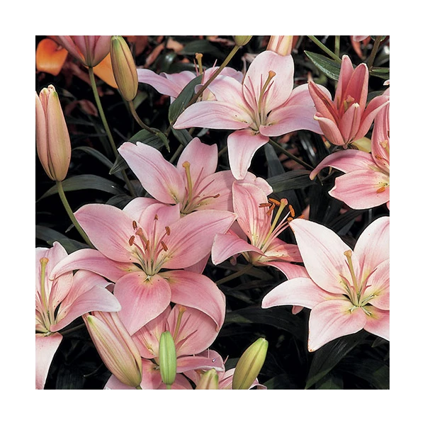 Lilium Pastel Shades Mix For Naturalizing 2 Lilium Pastel Shades Mix For Naturalizing - Image 2
