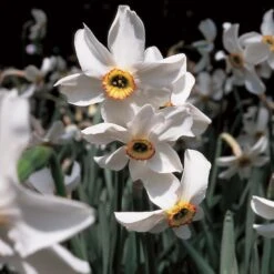 Scent Of Spring Daffodil Mix -Olivia Plants Sales x600 11542