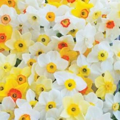 Small-Cupped Narcissus Mix 19 Small-Cupped Narcissus Mix -Olivia Plants Sales x600 11549