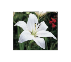 Strawberries & Cream Lilium Mix 15 Strawberries & Cream Lilium Mix -Olivia Plants Sales x600 11559