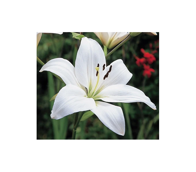 Strawberries & Cream Lilium Mix 4 Strawberries & Cream Lilium Mix - Image 4