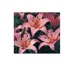 Strawberries & Cream Lilium Mix 16 Strawberries & Cream Lilium Mix -Olivia Plants Sales x600 11560