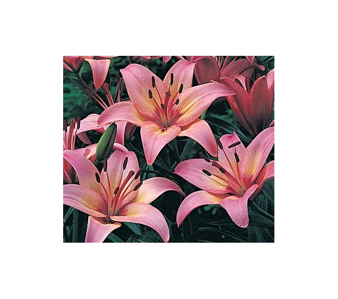 Strawberries & Cream Lilium Mix 5 Strawberries & Cream Lilium Mix - Image 5