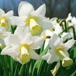 White Trumpet Solo Daffodil Mix 8 White Trumpet Solo Daffodil Mix -Olivia Plants Sales x600 11562