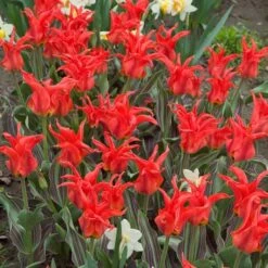 Tulip 'Rigas Barikades' -Olivia Plants Sales x600 11563