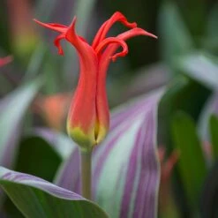 Tulip 'Rigas Barikades' -Olivia Plants Sales x600 11565