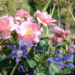 Rose Peachy Knock Out® 7 Rose Peachy Knock Out® -Olivia Plants Sales x600 11566