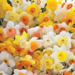 Weatherproof Large-Cupped Daffodil Mix -Olivia Plants Sales x600 11569