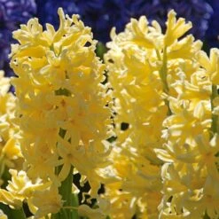 Vivid Hyacinth Mix 9 Vivid Hyacinth Mix -Olivia Plants Sales x600 11570