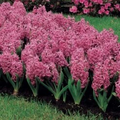 Vivid Hyacinth Mix 10 Vivid Hyacinth Mix -Olivia Plants Sales x600 11571