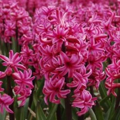 Vivid Hyacinth Mix 11 Vivid Hyacinth Mix -Olivia Plants Sales x600 11572