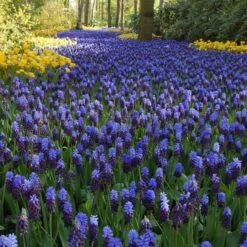 Muscari Latifolium -Olivia Plants Sales x600 11583