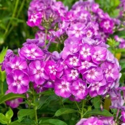 Pollinator Garden For Sun -Olivia Plants Sales x600 11645