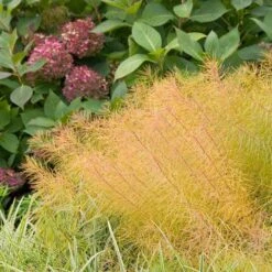 Amsonia Hubrichtii -Olivia Plants Sales x600 11664