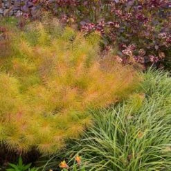 Amsonia Hubrichtii -Olivia Plants Sales x600 11665