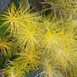 Amsonia Hubrichtii -Olivia Plants Sales x600 11666