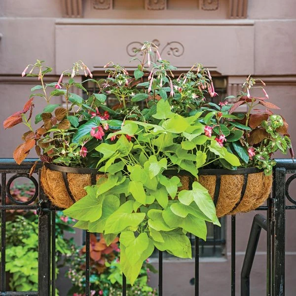 Hummingbird Annual Collection 5 Hummingbird Annual Collection - Image 5