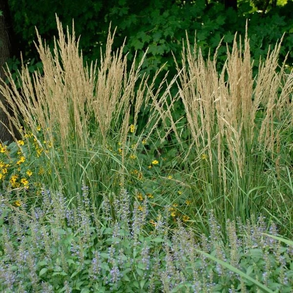Ornamental Grass: Calamagrostis X Acutiflora 'Karl Foerster' 2 Ornamental Grass: Calamagrostis X Acutiflora 'Karl Foerster' - Image 2