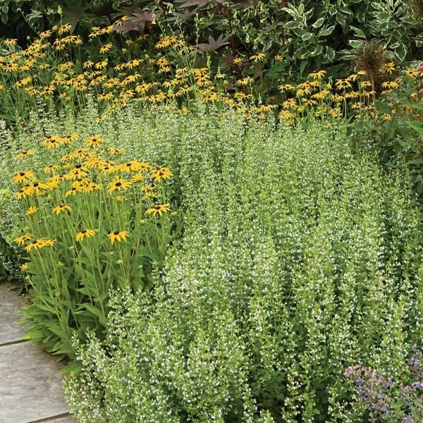 Calamintha Nepeta Subsp. Nepeta 2 Calamintha Nepeta Subsp. Nepeta - Image 2