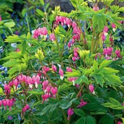 Dicentra Spectabilis -Olivia Plants Sales x600 11725