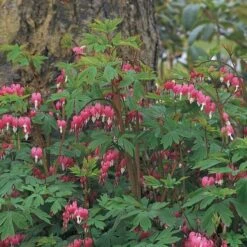 Dicentra Spectabilis -Olivia Plants Sales x600 11726