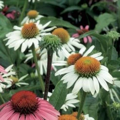 Echinacea Purpurea 'White Swan' -Olivia Plants Sales x600 11728