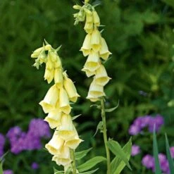Digitalis Grandiflora 8 Digitalis Grandiflora -Olivia Plants Sales x600 11734