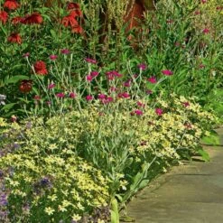 Coreopsis Verticillata 'Moonbeam' -Olivia Plants Sales x600 12032