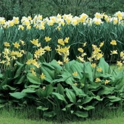 Erythronium 'Pagoda' -Olivia Plants Sales x600 12057