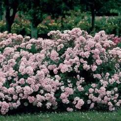 Rose Bonica® -Olivia Plants Sales x600 12080