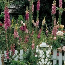 Digitalis Purpurea Excelsior Hybrids -Olivia Plants Sales x600 12083