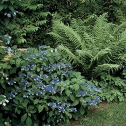Hydrangea Serrata 'Blue Billow' -Olivia Plants Sales x600 12086