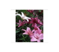 Strawberries & Cream Lilium Mix