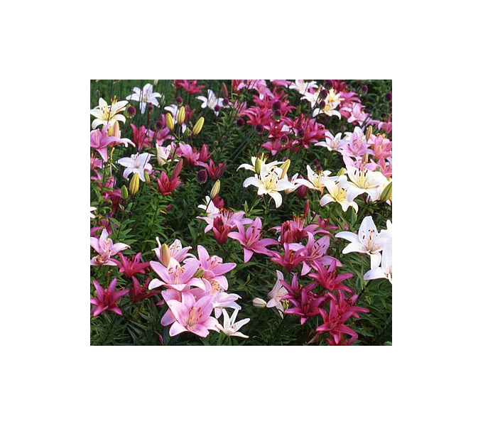 Strawberries & Cream Lilium Mix 2 Strawberries & Cream Lilium Mix - Image 2