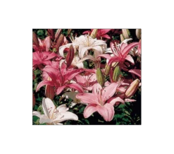 Strawberries & Cream Lilium Mix 14 Strawberries & Cream Lilium Mix -Olivia Plants Sales x600 123