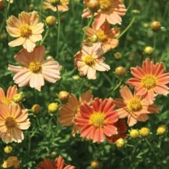 Coreopsis Verticillata Crème Caramel™ -Olivia Plants Sales x600 12369