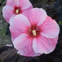 Hibiscus 'Starry Starry Night' -Olivia Plants Sales x600 12470