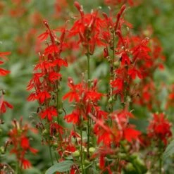 Lobelia Cardinalis 5 Lobelia Cardinalis -Olivia Plants Sales x600 12495