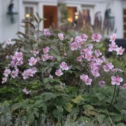 Anemone X Hybrida 'Robustissima' 9 Anemone X Hybrida 'Robustissima' -Olivia Plants Sales x600 12537