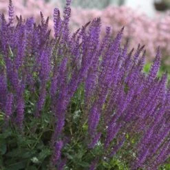 Salvia X Sylvestris 'May Night' -Olivia Plants Sales x600 12571