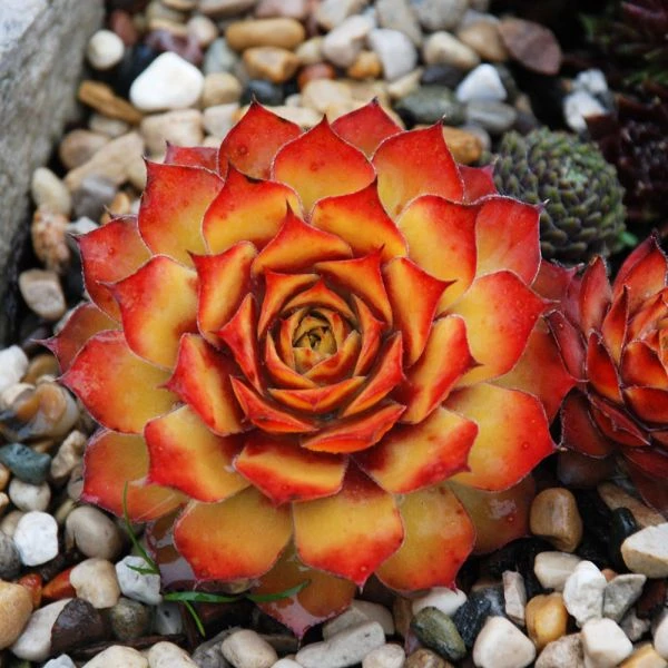 Sempervivum Chick Charms® 'Gold Nugget' 3 Sempervivum Chick Charms® 'Gold Nugget' - Image 3